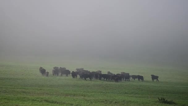 European Bison Bison Bonasus Herd Meadow Bieszczady Mountains Carpathians Poland — Video Stock