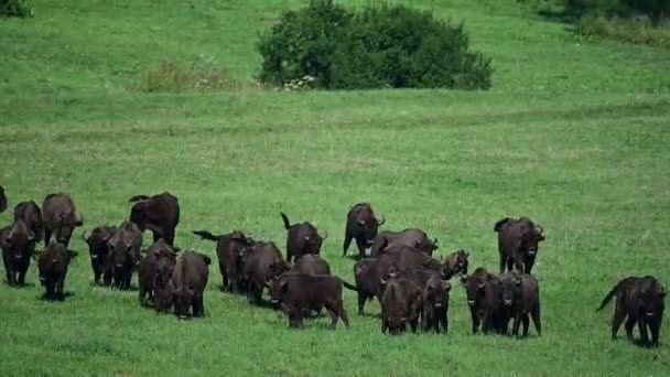 European Bison Bison Bonasus Herd Meadow Bieszczady Mountains Carpathians Poland — Vídeo de Stock