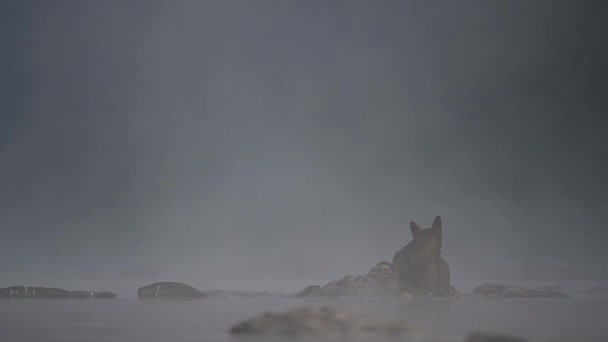 Grey Wolf Canis Lupus Eating Hunted Deer Bieszczady Mountains Carpathians — Vídeo de Stock
