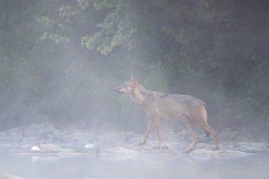 Grey Wolf (Canis lupus) in the river in a foggy morning, Bieszczady, Carpathians, Poland.