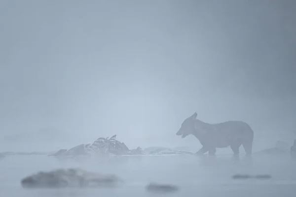 Grey Wolf Canis Lupus Στο Ποτάμι Ένα Ομιχλώδες Πρωινό Bieszczady — Φωτογραφία Αρχείου