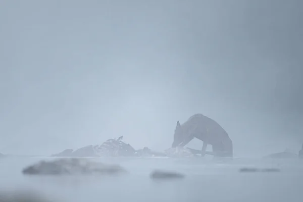 Grey Wolf Canis Lupus Στο Ποτάμι Ένα Ομιχλώδες Πρωινό Bieszczady — Φωτογραφία Αρχείου