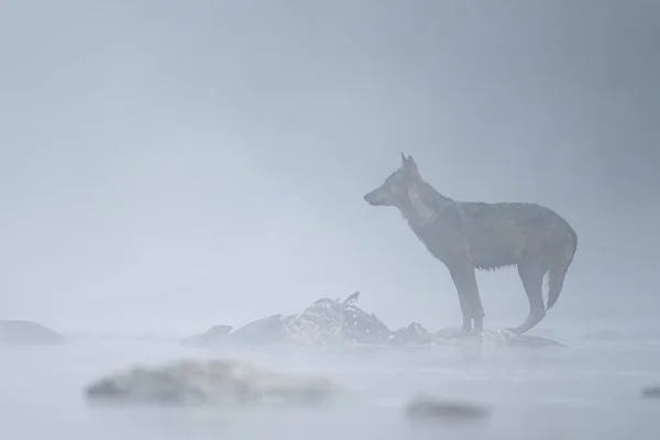 Сірий Вовк Canis Lupus Річці Туманний Ранок Bieszczady Карпати Польща — стокове фото