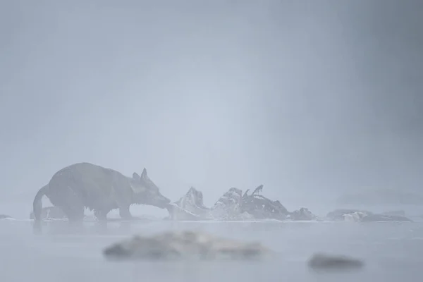 Grey Wolf Canis Lupus River Foggy Morning Bieszczady Carpathians Poland — Stock fotografie