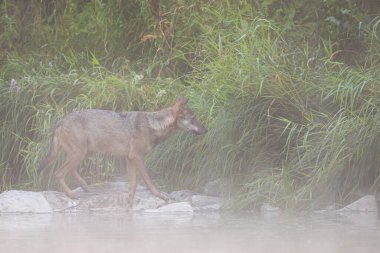 Grey Wolf (Canis lupus) in the river in a foggy morning, Bieszczady, Carpathians, Poland.