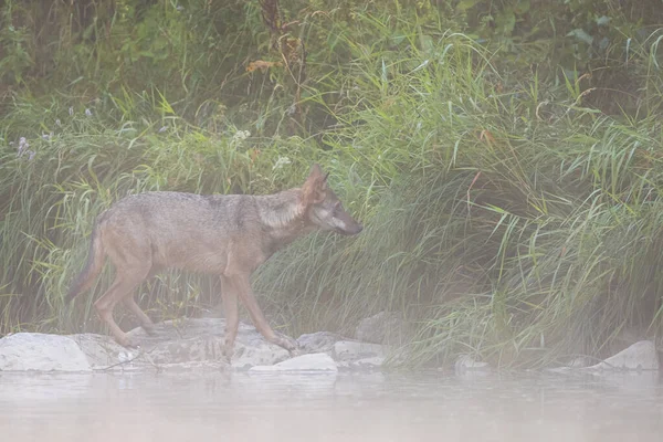 Grey Wolf Canis Lupus River Foggy Morning Bieszczady Carpathians Poland — 图库照片