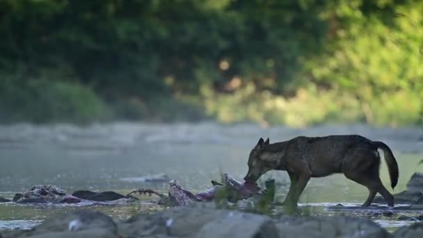 Gray Wolf Canis Lupus Remains Killed Deer Bieszczady Carpathians Poland — Stockvideo