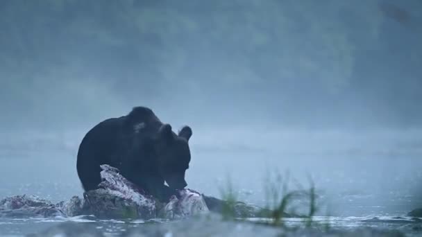 Коричневый Медведь Ursus Arctos Останках Убитого Оленя Бещады Карпаты Польша — стоковое видео