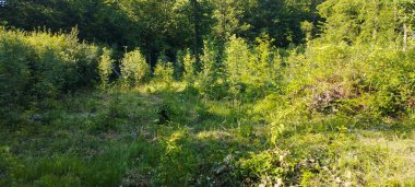 Natural and artificial introduction of forest on former farmland. Rowan (Sorbus aucuparia) and Sweet Cherry (Prunus avium). Bieszczady, Carpathians, Poland.