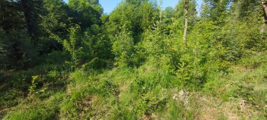 Natural and artificial introduction of forest on former farmland. Rowan (Sorbus aucuparia) and Sweet Cherry (Prunus avium). Bieszczady, Carpathians, Poland.