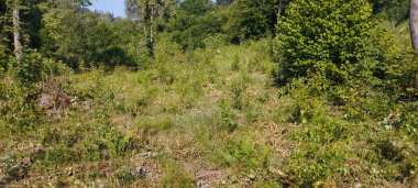 Natural and artificial introduction of forest on former farmland. Rowan (Sorbus aucuparia) and Sweet Cherry (Prunus avium). Bieszczady, Carpathians, Poland.