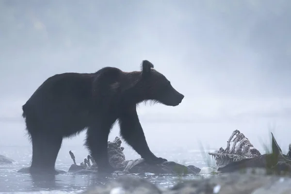 Orso Bruno Ursus Arctos Che Mangia Cervo Rosso Cacciato Cervus — Foto Stock