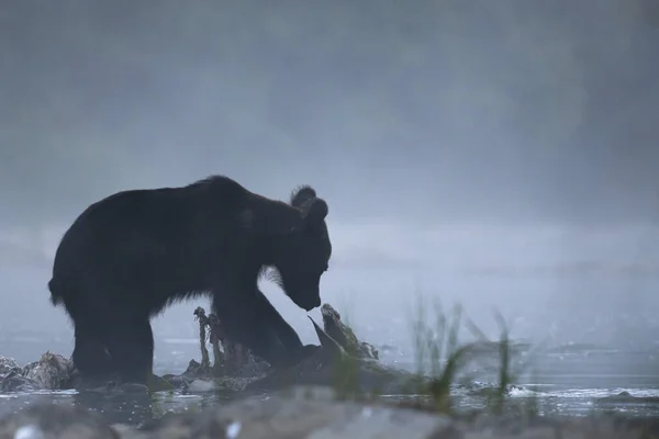 ブラウン ベアー Ursus Arctos は狩りをしたレッド ディア Cervus Elaphus を食べる Bieszczady — ストック写真