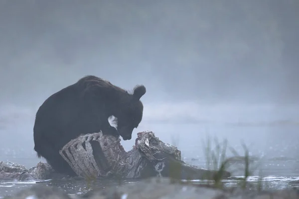 Μια Καφέ Αρκούδα Ursus Arctos Τρώει Ένα Κυνηγημένο Κόκκινο Ελάφι — Φωτογραφία Αρχείου