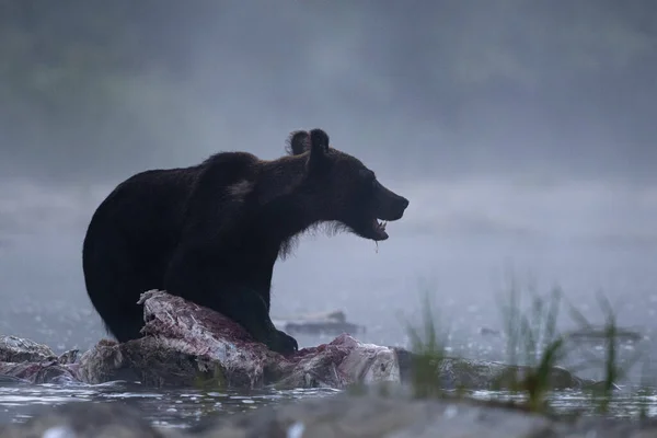 Medvěd Hnědý Ursus Arctos Žere Loveného Jelena Cervus Elaphus Bieszczady — Stock fotografie