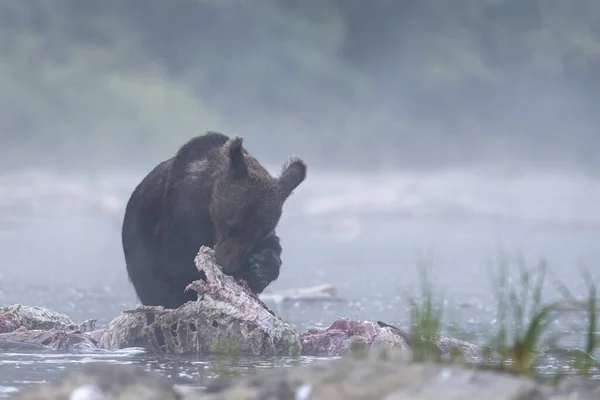 Medvěd Hnědý Ursus Arctos Žere Loveného Jelena Cervus Elaphus Bieszczady — Stock fotografie