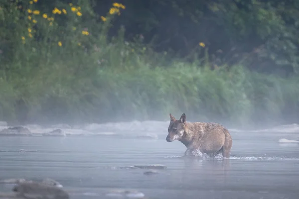 Grey Wolf Canis Lupus River Foggy Morning Bieszczady Carpathians Poland — Fotografia de Stock