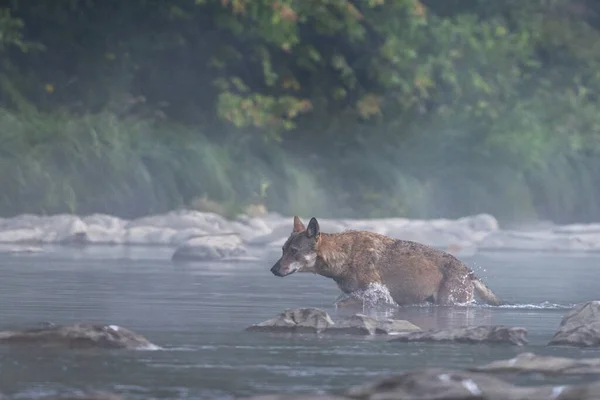 Grey Wolf Canis Lupus River Foggy Morning Bieszczady Carpathians Poland — 图库照片