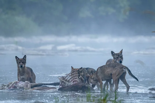 Wolves Canis Lupus Remains Killed Deer Bieszczady Carpathians Poland — Fotografia de Stock