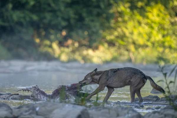 Gray Wolf Canis Lupus Remains Killed Deer Bieszczady Carpathians Poland — 图库照片