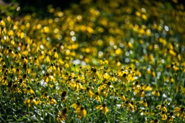 A background of yellow flowers. The Coneflowers (Rudbeckia).