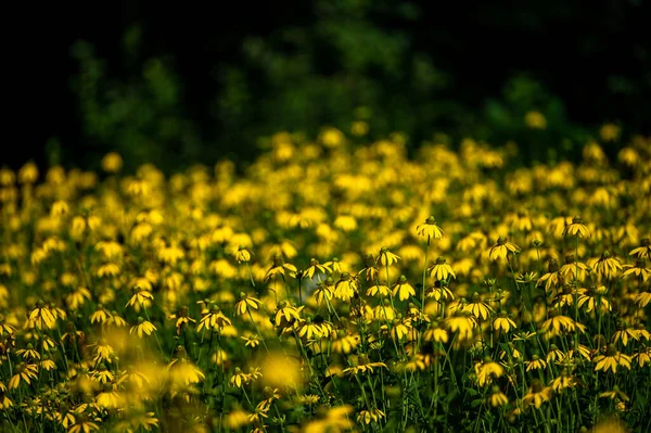 Background Yellow Flowers Coneflowers Rudbeckia — ストック写真