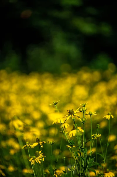 Background Yellow Flowers Coneflowers Rudbeckia — Photo