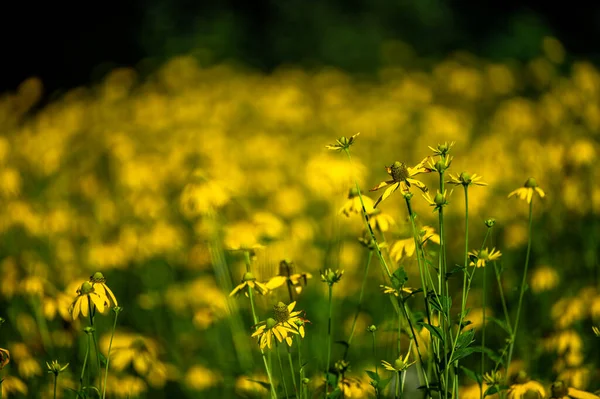 Background Yellow Flowers Coneflowers Rudbeckia — Photo