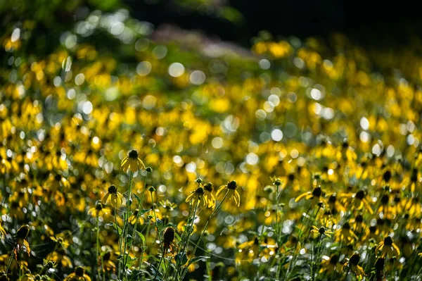 Background Yellow Flowers Coneflowers Rudbeckia — Photo