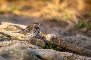 Water pipit (Anthus spinoletta). Bieszczady National Park, Poland.