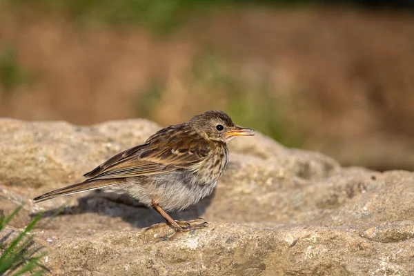 Water pipit (Anthus spinoletta). Bieszczady National Park, Poland.
