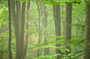 Dark, foggy, moody forest. Bieszczady Mts., Carpathians, Poland.