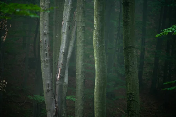 Dark Foggy Moody Forest Bieszczady Mts Carpathians Poland — Zdjęcie stockowe