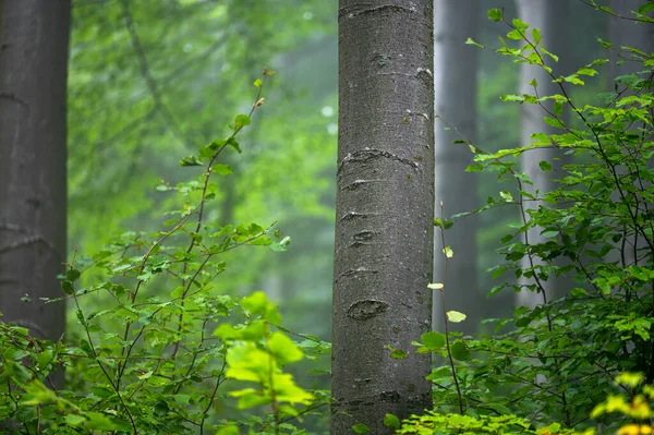 Dark Foggy Moody Forest Bieszczady Mts Carpathians Poland — Fotografia de Stock