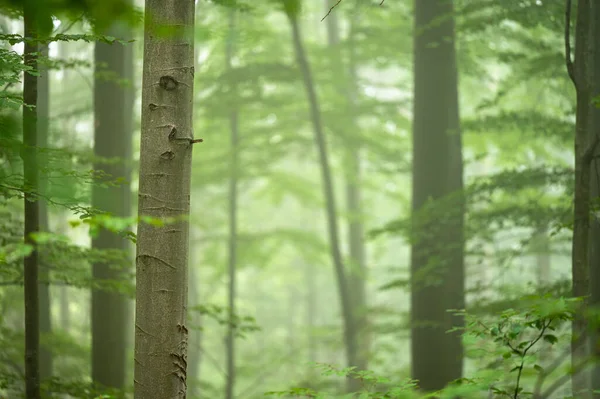 Dark Foggy Moody Forest Bieszczady Mts Carpathians Poland — Fotografia de Stock