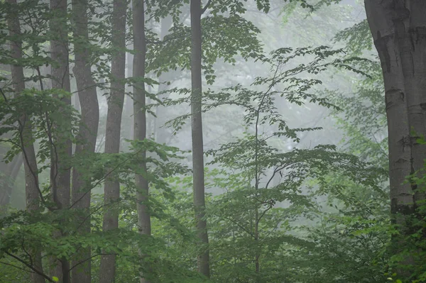 Dark Foggy Moody Forest Bieszczady Mts Carpathians Poland — Zdjęcie stockowe