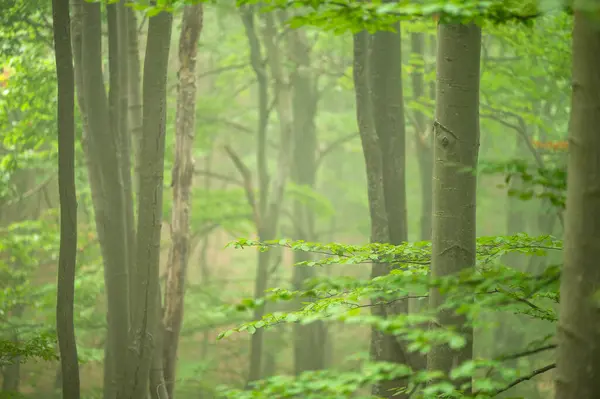 Dark Foggy Moody Forest Bieszczady Mts Carpathians Poland — Stockfoto