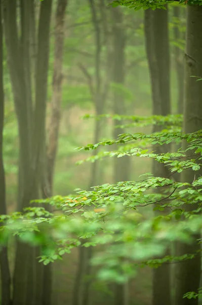 Dark Foggy Moody Forest Bieszczady Mts Carpathians Poland — Stockfoto