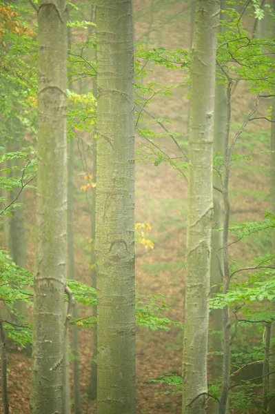 Dark Foggy Moody Forest Bieszczady Mts Carpathians Poland — Stockfoto