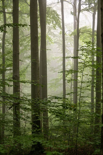 Dark Foggy Moody Forest Bieszczady Mts Carpathians Poland — Fotografia de Stock