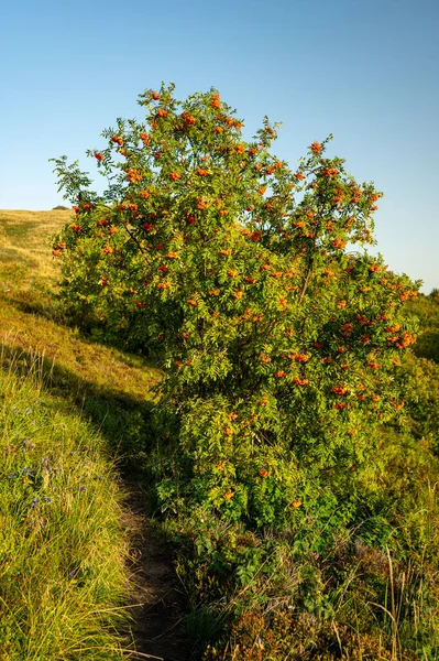 Rowan Mountain Ash Sorbus Aucuparia Fruits Carpathians Poland — Photo
