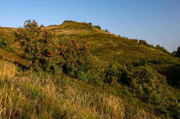 Rowan Mountain Ash Sorbus Aucuparia Fruits Carpathians Poland — Zdjęcie stockowe