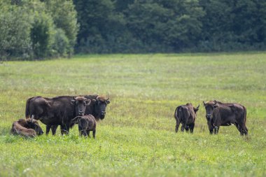European Bison, Wisent, Bison bonasus. Bieszczady, Carpathians, Poland.