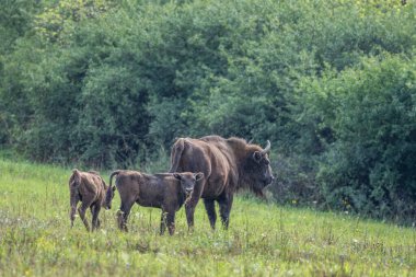 European Bison, Wisent, Bison bonasus. Bieszczady, Carpathians, Poland.