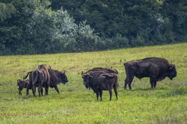 European Bison, Wisent, Bison bonasus. Bieszczady, Carpathians, Poland.
