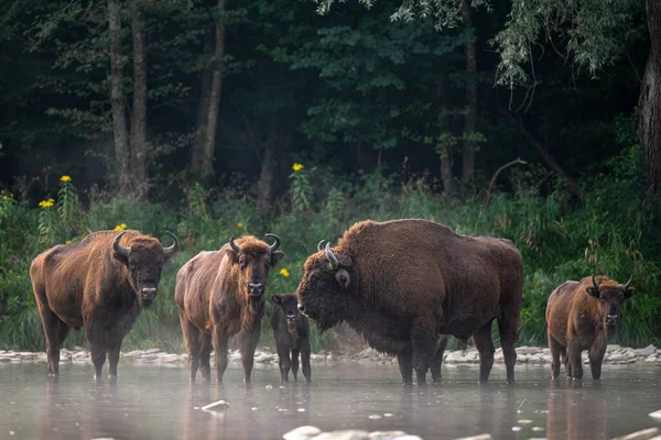 European Bison Wisent Bison Bonasus Bieszczady Carpathians Poland — Zdjęcie stockowe