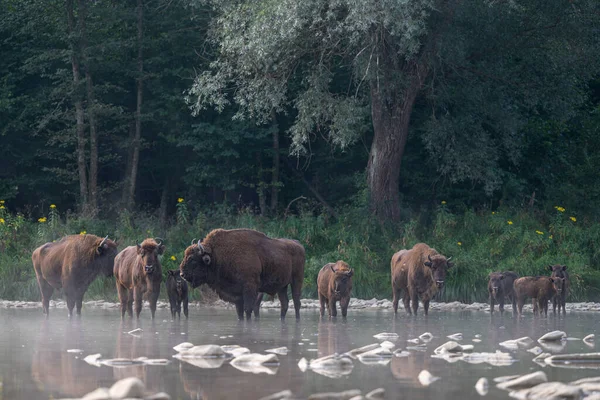 European Bison Wisent Bison Bonasus Bieszczady Carpathians Poland — 图库照片