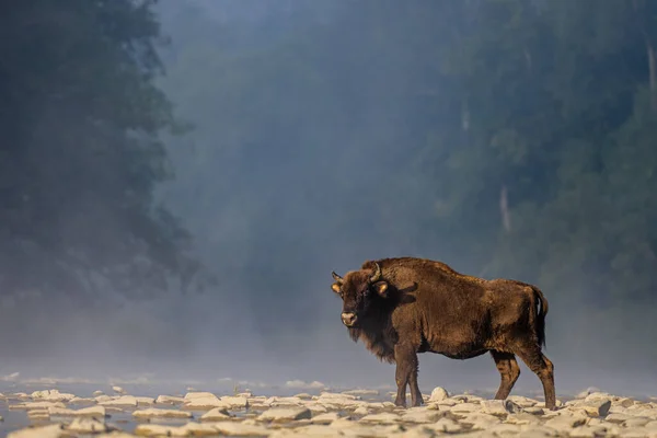 European Bison Wisent Bison Bonasus Bieszczady Carpathians Poland — Stock Fotó