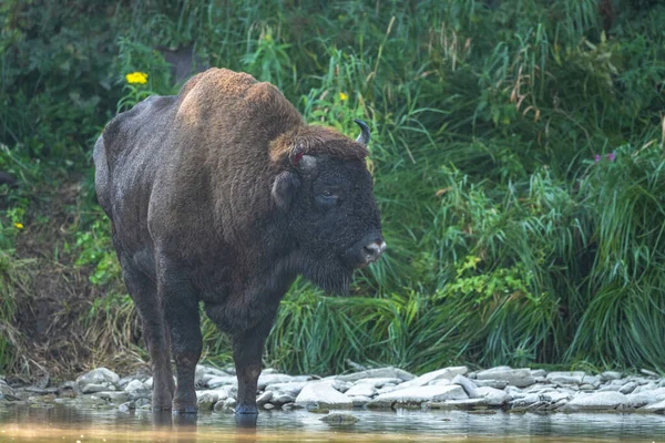 European Bison Wisent Bison Bonasus Bieszczady Carpathians Poland — Stock Fotó