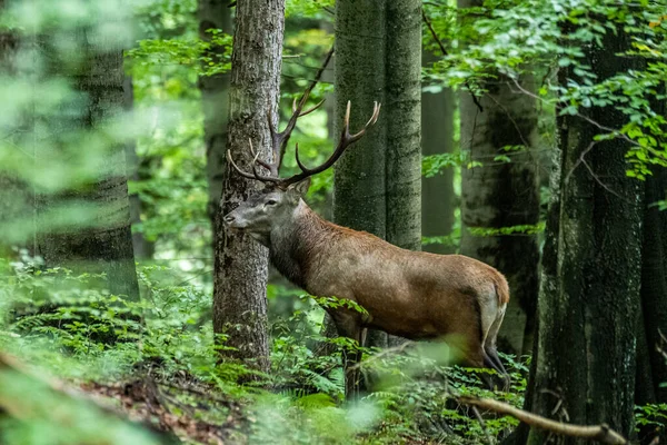 Ciervo Rojo Cervus Elaphus Ciervo Durante Temporada Celo Bieszczady Mts — Foto de Stock